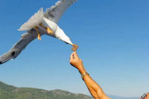 Seagull Stock Photos