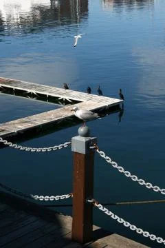 Seagull Stock Photos