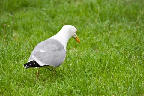 Seagull Stock Photos