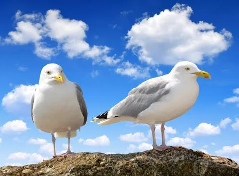Seagull Stock Photos