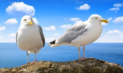 Seagull Stock Photos