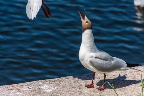 Seagull Stock Photos