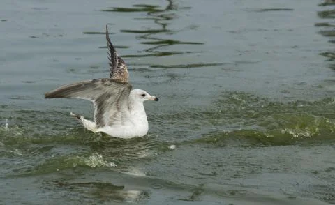 Seagull Stock Photos
