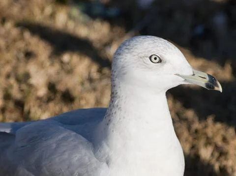Seagull Stock Photos