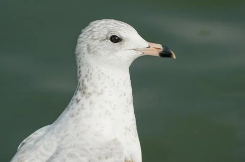 Seagull Stock Photos