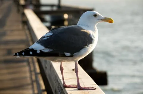 Seagull Stock Photos