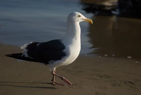 Seagull Stock Photos