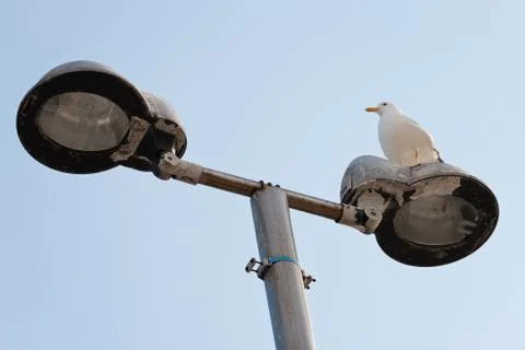 Seagull Stock Photos