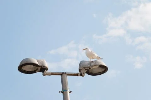 Seagull Stock Photos