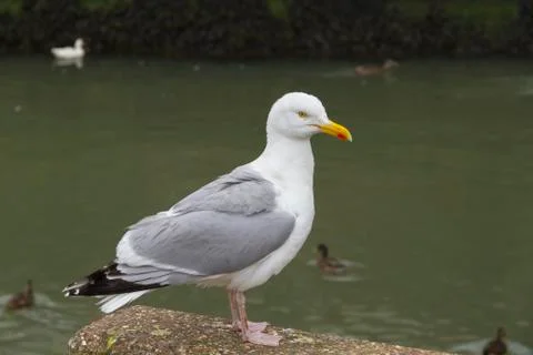 Seagull Stock Photos