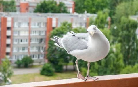 Seagull Stock Photos