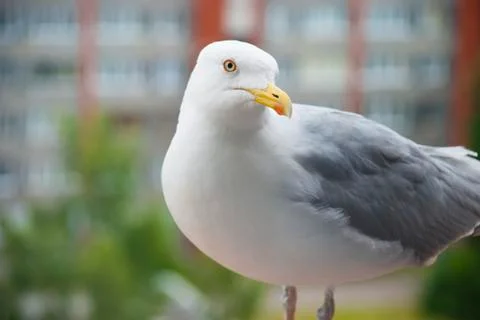Seagull Stock Photos