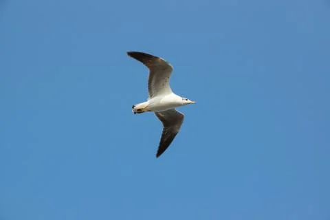 Seagull Foto stock
