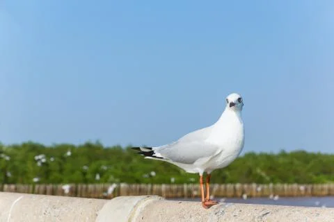 Seagull Stock Photos