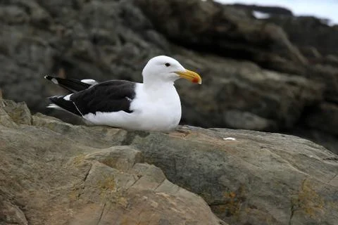 Seagull Stock Photos