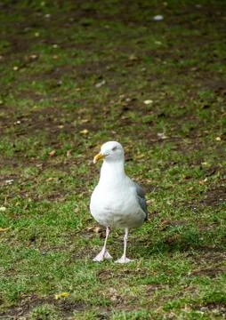 Seagull Stock Photos