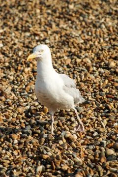 Seagull Stock Photos