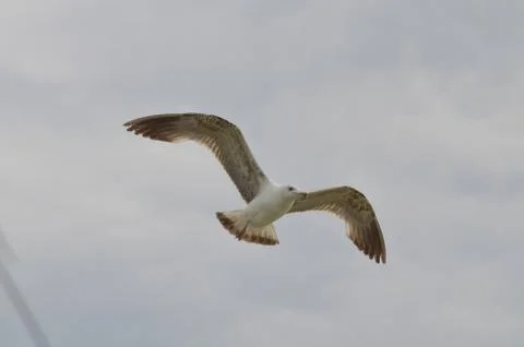 Seagull Stock Photos