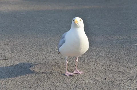 Seagull Stock Photos