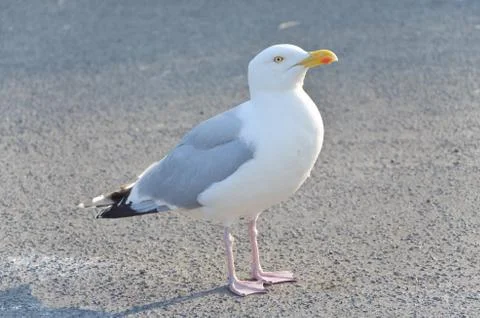 Seagull Stock Photos