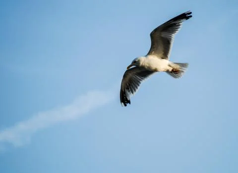 Seagull Stock Photos