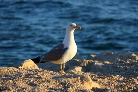 Seagull Stock Photos