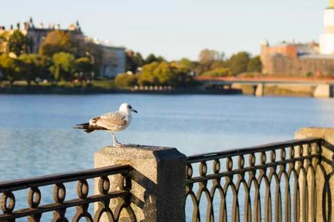 Seagull Stock Photos