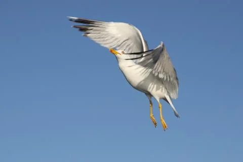 Seagull Stock Photos