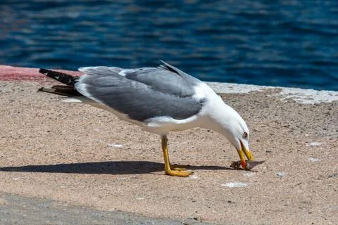 Seagull Stock Photos