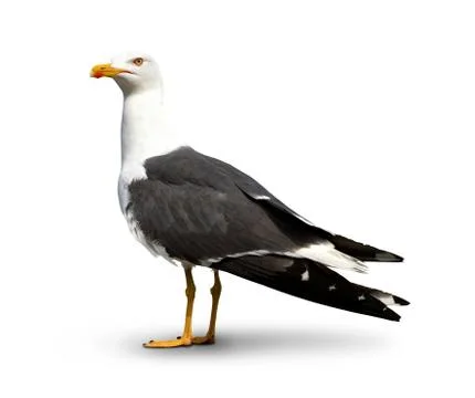 Seagull Stock Photos