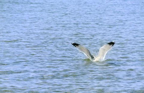 Seagull Stock Photos