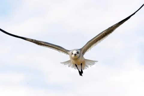 Seagull Stock Photos