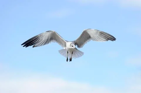 Seagull Stock Photos