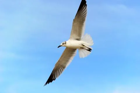 Seagull Stock Photos