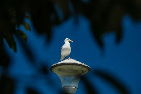 Seagull Stock Photos