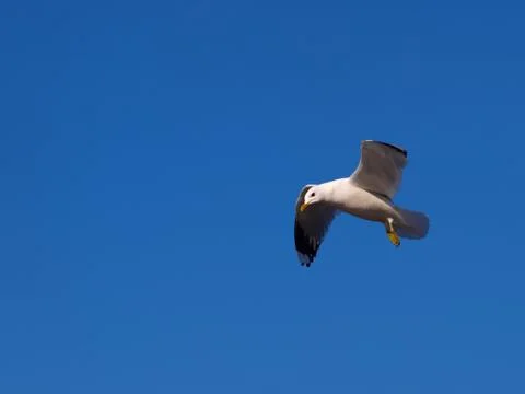Seagull Foto stock