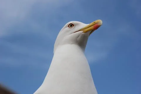 Seagull Stock Photos