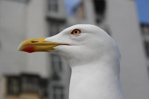 Seagull Stock Photos