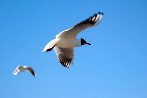 Seagull Stock Photos
