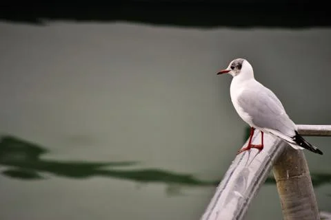 Seagull Fotos de archivo