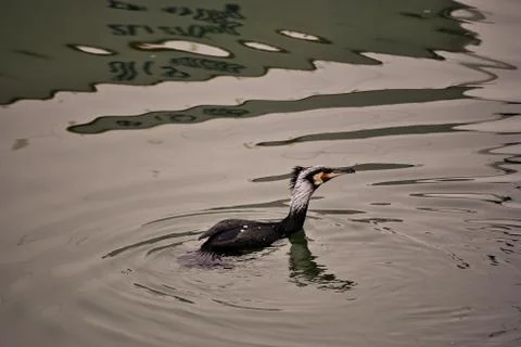 Seagull Stock Photos