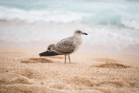Seagull Stock Photos