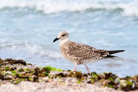 Seagull Stock Photos