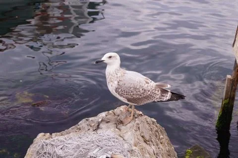 Seagull Stock Photos