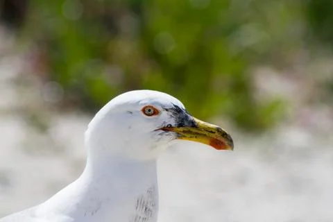 Seagull Stock Photos