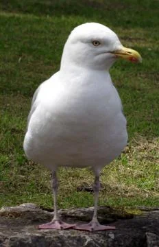 Seagull Stock Photos