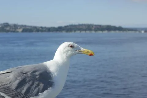 Seagull Stock Photos