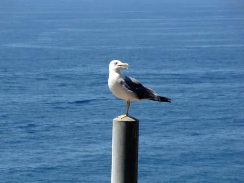 Seagull Foto stock