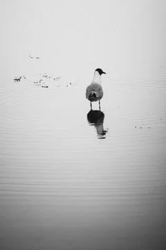 Seagull 스톡 사진