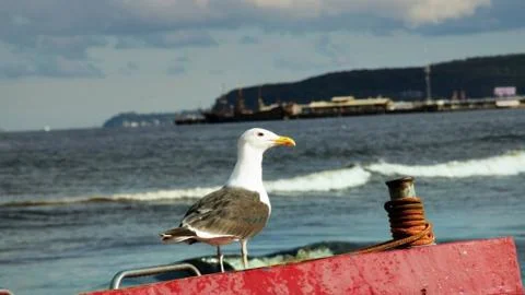 Seagull. Stock Photos